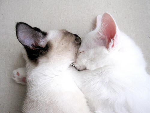 中国篮球产业与电商平台深度合作，推动赛事普及，中国职业篮球公司