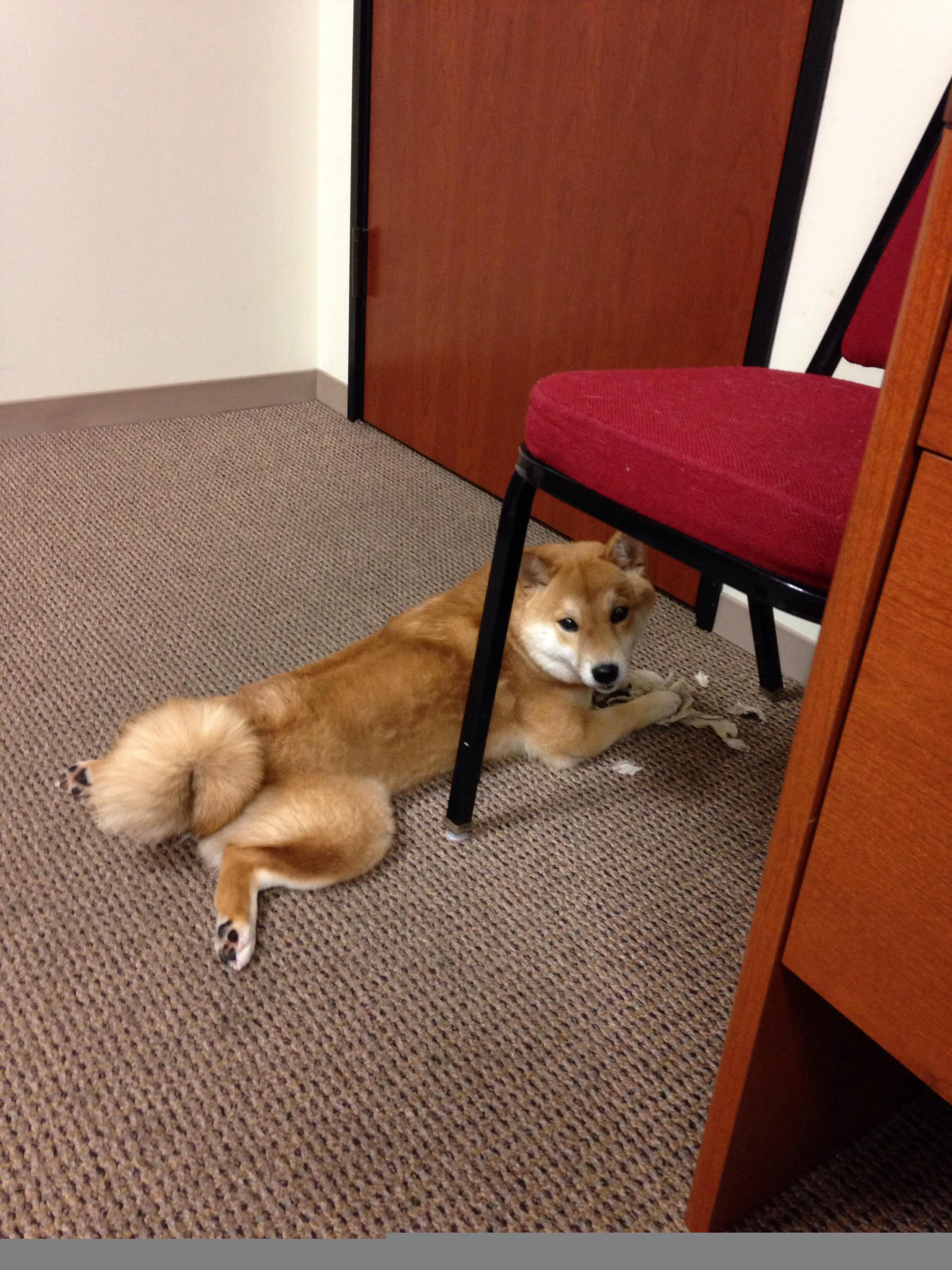 篮球青训项目探索多元化发展路径，篮球青训队训练计划