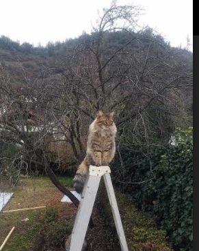 雷霆险胜尼克斯，系列赛焦点战中亚历山大砍下47分，雷霆亚历山大虎扑