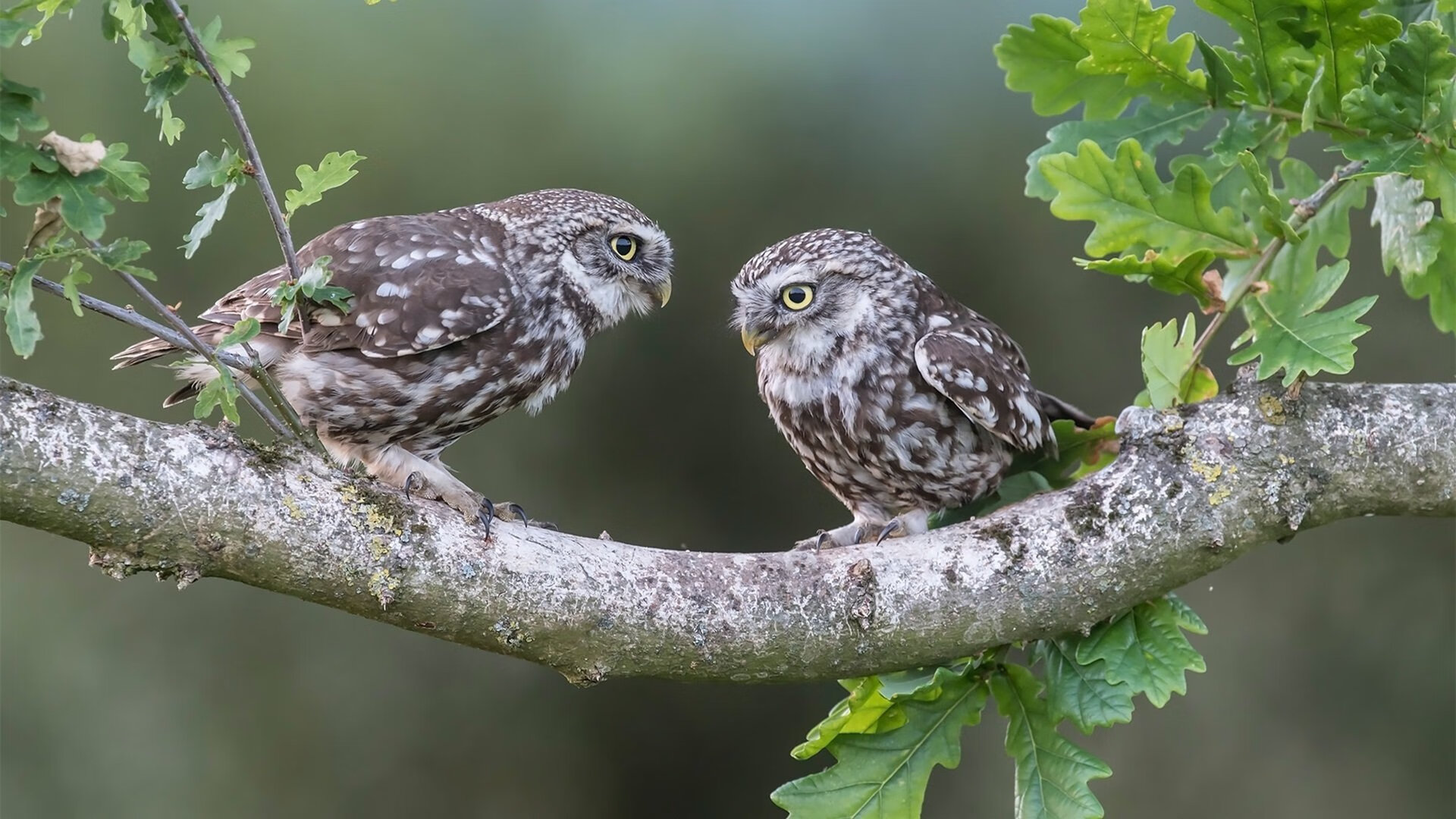中超教练执教周期与稳定性报告,中超本土教练年薪排行榜
