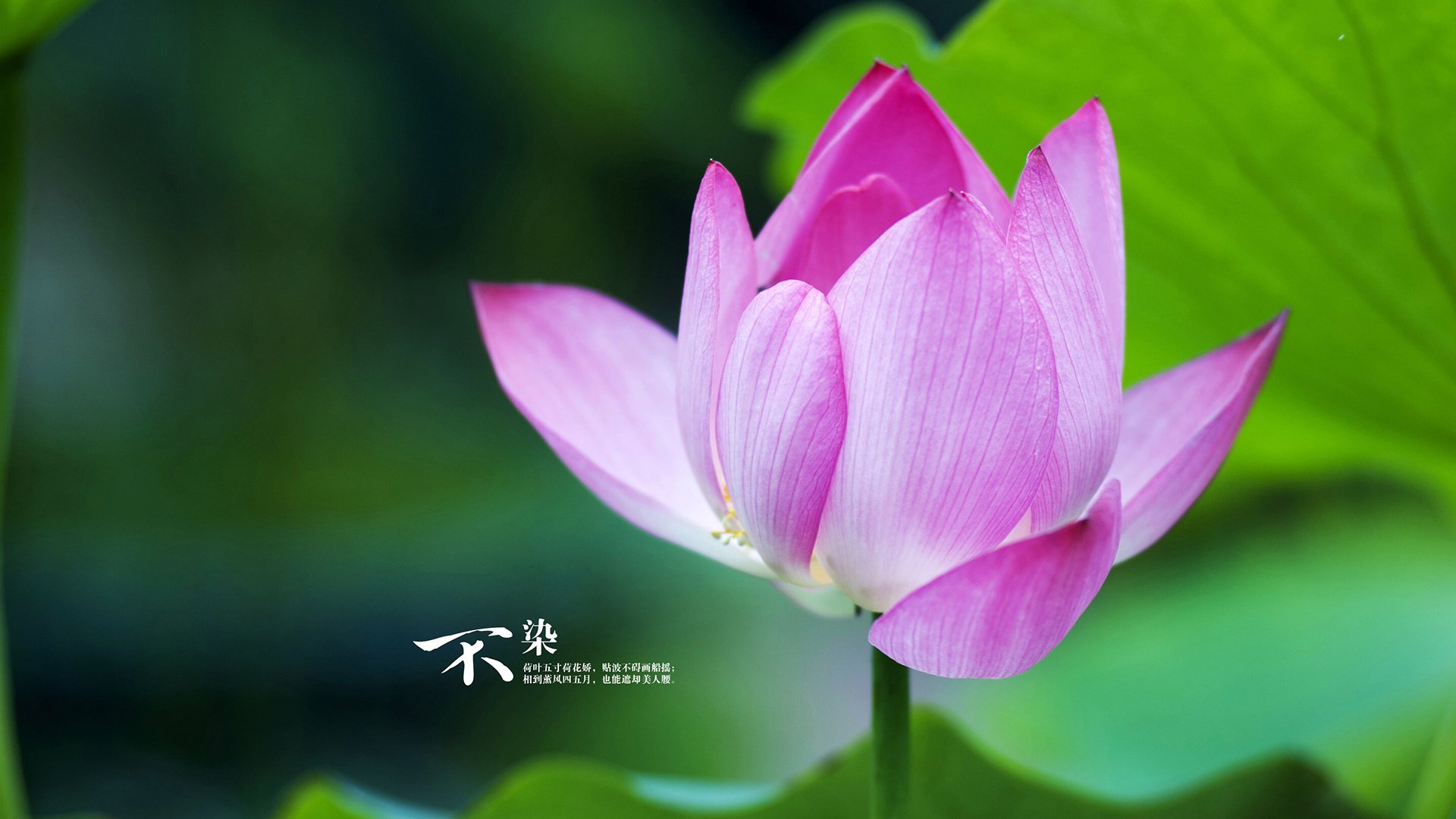 中国女篮加强远距离投篮稳定性，中国女篮虽败犹荣