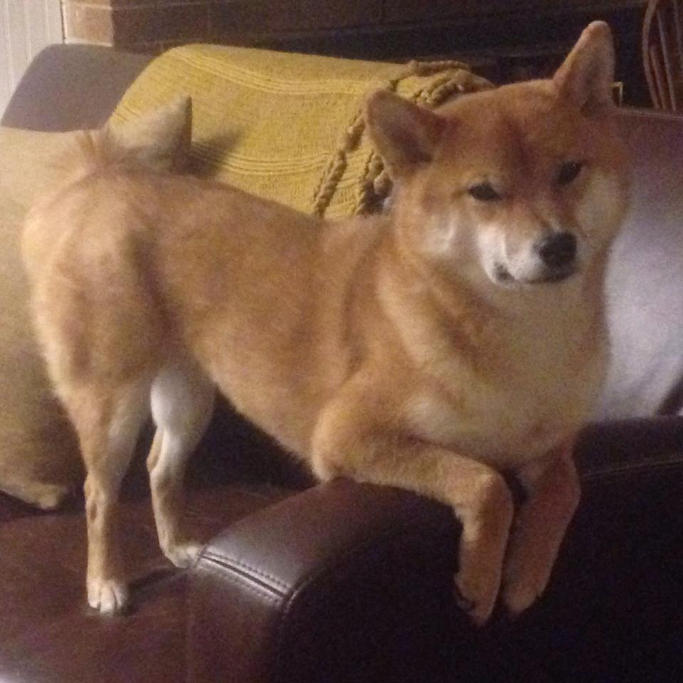 全国攀岩青少年联赛首次引入战术评分系统，2020年全国攀岩赛