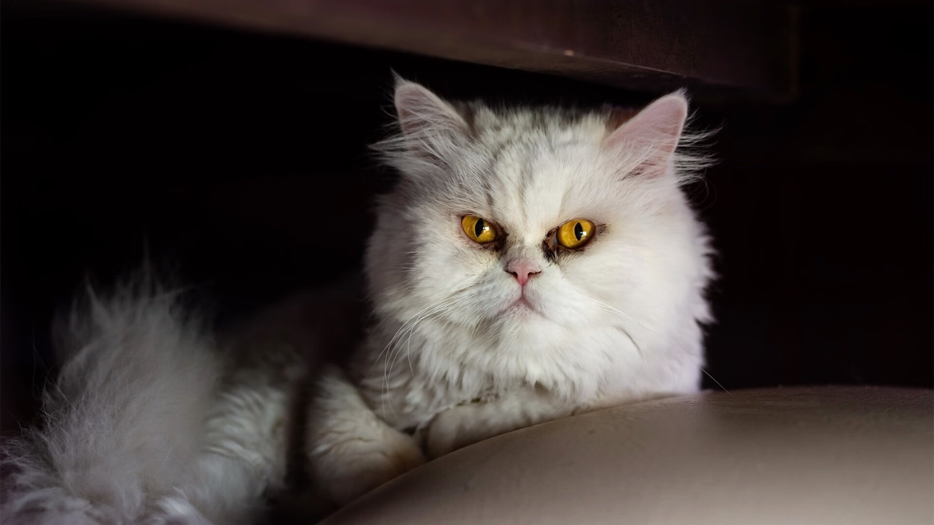 张雨霏分享比赛中心态调节的方法，张雨霏教练评价