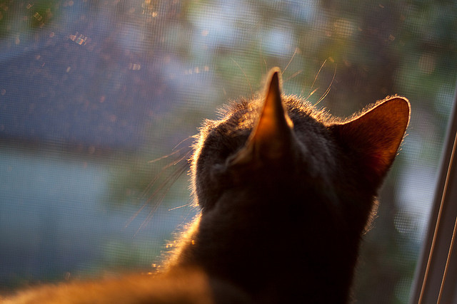 美洲杯激情夜晚：逆境中迎来最璀璨的明星时刻，美洲杯精彩
